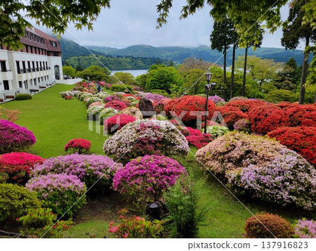 Azalea of Hakone 137916823