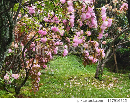 Azalea of Hakone Azalea of Hakone 137916825