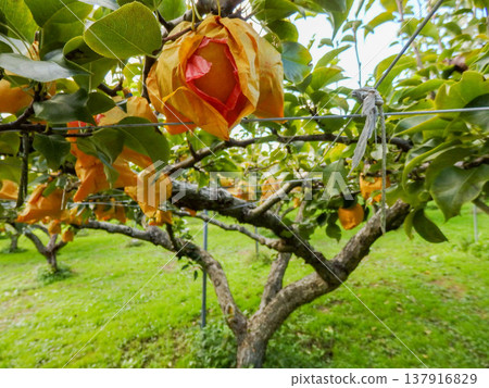 這是一個可以體驗採摘梨子的旅遊農場。 137916829