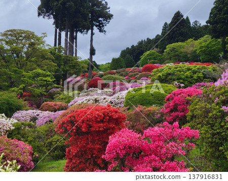 箱根的杜鵑花 箱根的杜鵑花 137916831