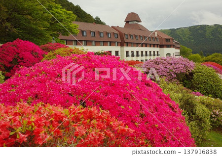 Azalea of Hakone 137916838