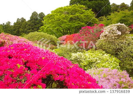 Azalea of Hakone 137916839