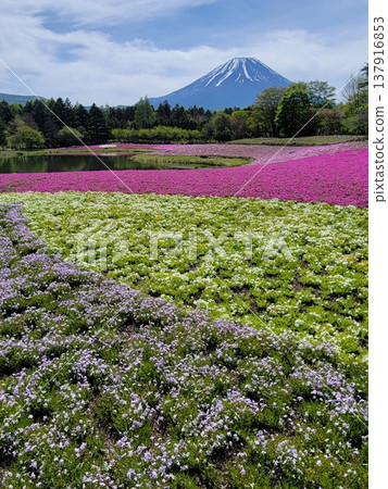 From the Fuji Shibazakura Festival From the Fuji Shibazakura Festival 137916853