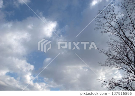 Clouds and trees floating in the winter sky 137916896