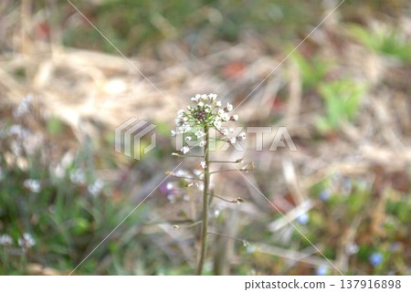 White flowers of apricot White flowers of apricot 137916898