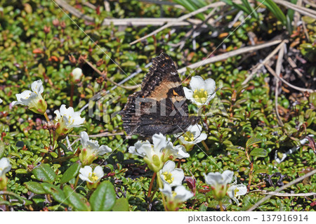 A Japanese tortoiseshell butterfly feeding on nectar from a mountain apricot (Daisetsuzan, Hokkaido) 137916914