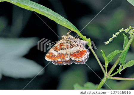 A Common Blue butterfly laying eggs (Shiretoko, Hokkaido) A Common Blue butterfly laying eggs (Shiretoko, Hokkaido) 137916916