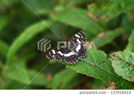 Summer form female of the Common Map butterfly (Tsurui Village, Hokkaido) Summer form female of the Common Map butterfly (Tsurui Village, Hokkaido) 137916918