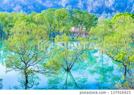 山形縣白河湖的水下森林 山形縣白河湖的水下森林 137916925