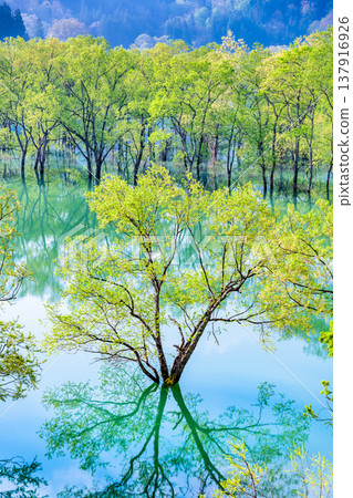 Submerged forest at Lake Shirakawa in Yamagata Submerged forest at Lake Shirakawa in Yamagata 137916926