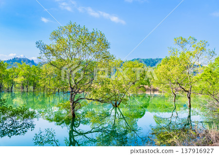 Submerged forest at Lake Shirakawa in Yamagata Submerged forest at Lake Shirakawa in Yamagata 137916927