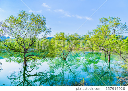Submerged forest at Lake Shirakawa in Yamagata Submerged forest at Lake Shirakawa in Yamagata 137916928