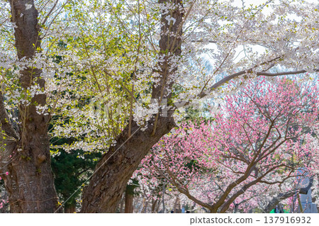 梅花和櫻花 137916932