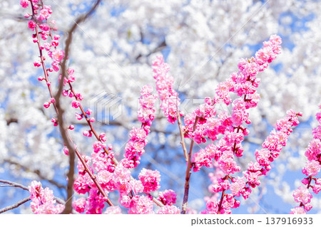 Plum blossoms and cherry blossoms Plum blossoms and cherry blossoms 137916933