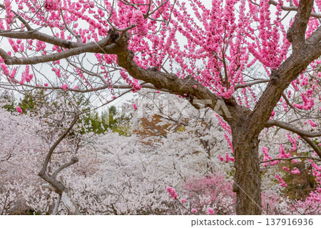 梅花和櫻花 梅花和櫻花 137916936