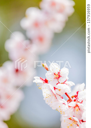 梅花 梅花 137916959