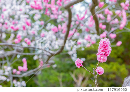 梅花 梅花 137916960