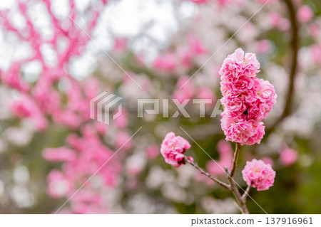 梅花 梅花 137916961