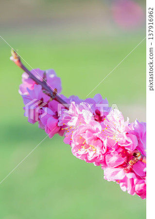 梅花 梅花 137916962