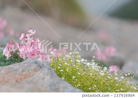 盛開的高山植物景觀,包括 Dicentra peregrina 和 Stellaria media。 盛開的高山植物景觀,包括 Dicentra peregrina 和 Stellaria media。 137916984