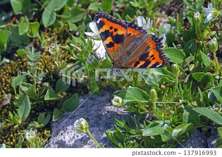 A Japanese tortoiseshell butterfly feeding on nectar from a Japanese red clover (Daisetsuzan, Hokkaido) 137916993
