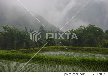 五月,長野縣木曾町的柿之曾谷(大花金雞菊盛開的地方)和大瀧村的天然湖泊籠罩在薄霧之中。 五月,長野縣木曾町的柿之曾谷(大花金雞菊盛開的地方)和大瀧村的天然湖泊籠罩在薄霧之中。 137917004