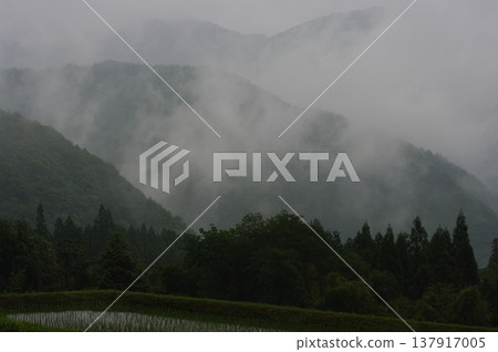 五月，長野縣木曾町的柿之曾谷（大花金雞菊盛開的地方）和大瀧村的天然湖泊籠罩在薄霧之中。 137917005