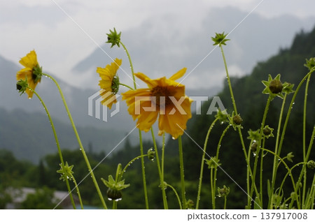 In May, the Kakinosone Valley in Kiso Town, Nagano Prefecture (where large-flowered coreopsis blooms) and the natural lake in Otaki Village are shrouded in mist. In May, the Kakinosone Valley in Kiso Town, Nagano Prefecture (where large-flowered coreopsis blooms) and the natural lake in Otaki Village are shrouded in mist. 137917008