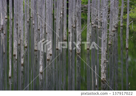 In May, the Kakinosone Valley in Kiso Town, Nagano Prefecture (where large-flowered coreopsis blooms) and the natural lake in Otaki Village are shrouded in mist. 137917022