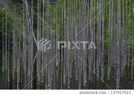 In May, the Kakinosone Valley in Kiso Town, Nagano Prefecture (where large-flowered coreopsis blooms) and the natural lake in Otaki Village are shrouded in mist. 137917023