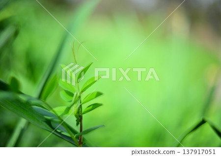 沐浴在春光中的嫩葉 沐浴在春光中的嫩葉 137917051