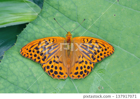 一隻展開雙翼的雄性綠蛺蝶（北海道鶴井村） 137917071