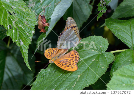 綠蛺蝶交配（北海道上川町） 137917072