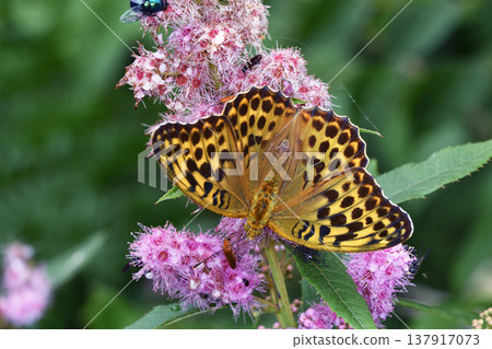 一隻雌性綠蛺蝶正在吸食繡線菊（Spiraea salicifolia）的花蜜（北海道鶴井村） 137917073