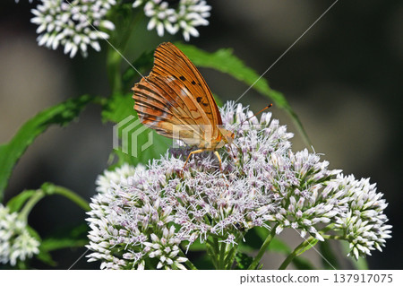 A male female Argynnis hyperbius butterfly feeding on nectar (Shikaoi Town, Hokkaido) 137917075