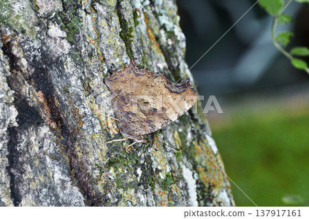 A female Comma butterfly feeding on tree sap (Tsurui Village, Hokkaido) 137917161
