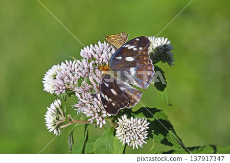 Argynnis sagana 吸蜜的雌性（北海道層雲峽） 137917347