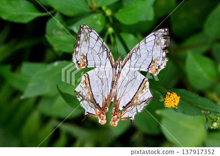Female Ishigake butterfly (Ishigaki Island, Okinawa Prefecture) 137917352