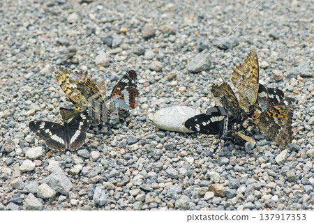 Common Blue butterflies gather around animal droppings (Kamishihoro Town, Hokkaido) Common Blue butterflies gather around animal droppings (Kamishihoro Town, Hokkaido) 137917353