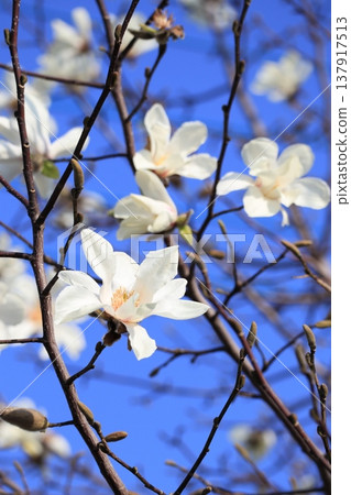 Kobushi花發光在藍天 Kobushi花發光在藍天 137917513