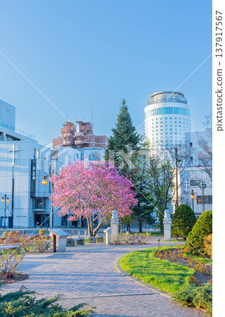 Red Magnolia 137917567