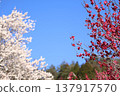 Plums, cherry blossoms and blue sky 137917570