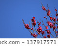 Red plum blossoms shining against the blue sky 137917571