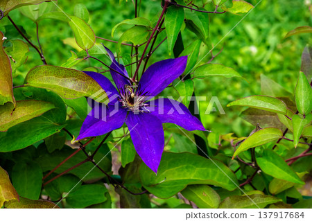 Bee on a clematis flower. Bee on a clematis flower. 137917684
