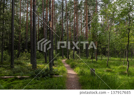 Path through a pine forest. Path through a pine forest. 137917685