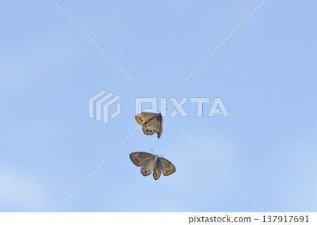 A Japanese giant butterfly (Urajanome) tracking another bird (Shari Town, Hokkaido) A Japanese giant butterfly (Urajanome) tracking another bird (Shari Town, Hokkaido) 137917691