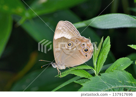 A female black-winged butterfly (Lethe diana) with its wings closed (Tsurui Village, Hokkaido) A female black-winged butterfly (Lethe diana) with its wings closed (Tsurui Village, Hokkaido) 137917696