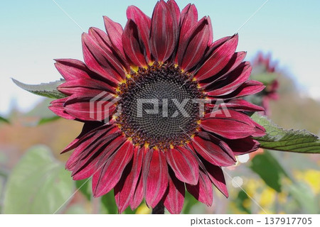 [Winter Sunflowers] Reddish-purple sunflowers that bloom in winter 137917705