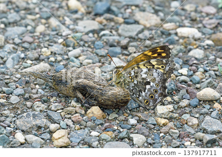 Satyridae butterflies gathering around animal droppings (Tsubetsu Town, Hokkaido) 137917711