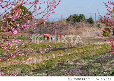 桃花和拖拉機 137917834